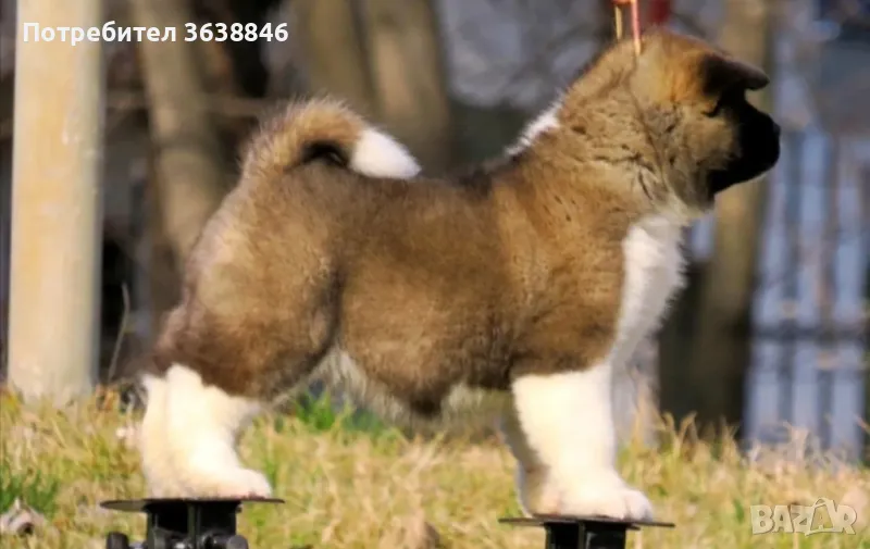 Акита ину, снимка 1