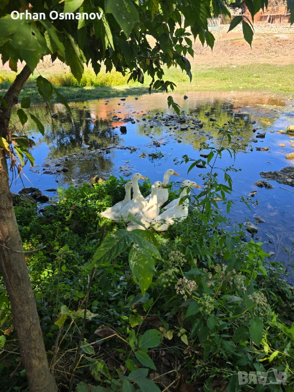 Пекински патици, снимка 1