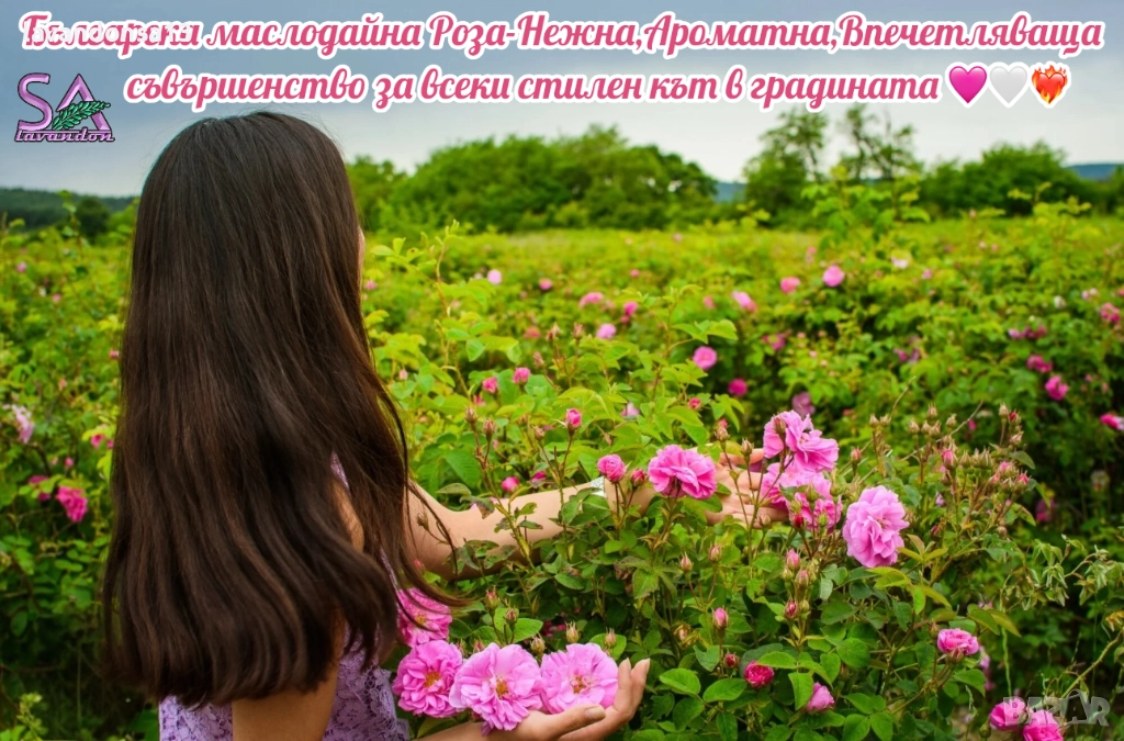 Разсад маслодайни рози, снимка 1