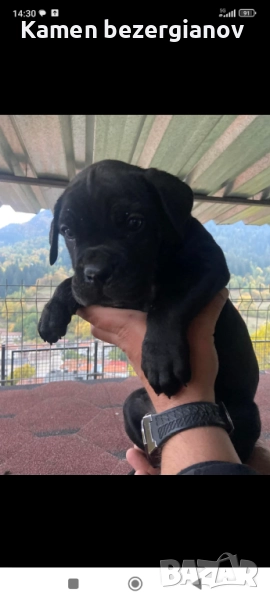 Кане Корсо , снимка 1