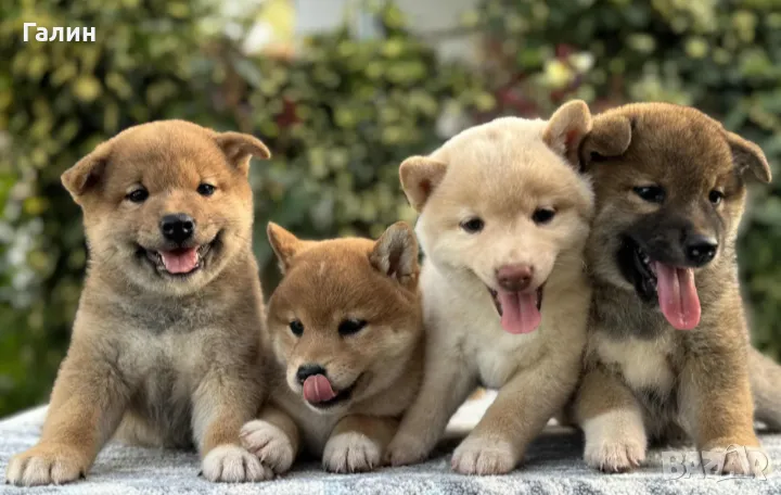 Шиба ину, снимка 1