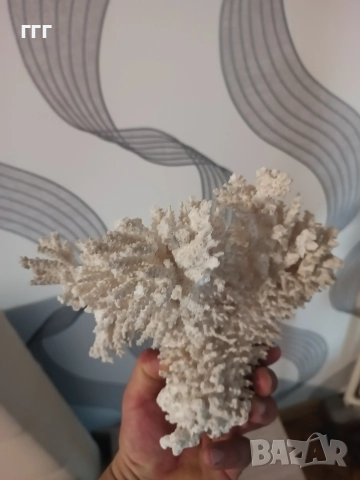 Естествен корал