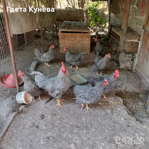 Продавам орпингтони,павловска, амрок, снимка 4 - Кокошки и пуйки - 55979082