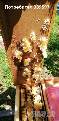 Пчелни отводки 2026, снимка 5 - За пчели - 53849793