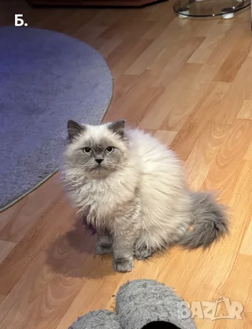 Мъжки котарак за Разплод