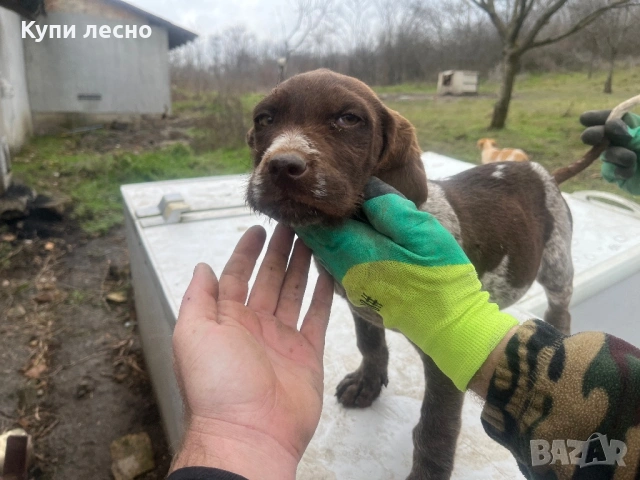 Кучета за трюфели, снимка 2 - Кокер шпаньол - 53373963