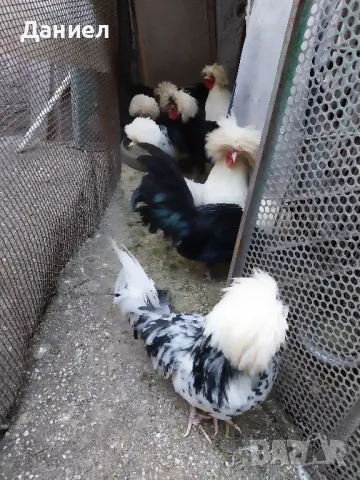 Холандска качулата (холандки), снимка 2 - Кокошки и пуйки - 45697010