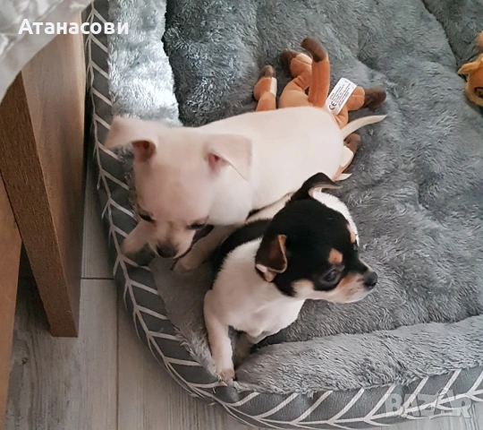 МИНИ ЧИХУА, снимка 3 - Чихуахуа - 52900063