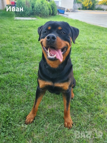 Ротвайлер за разплод, снимка 8 - Ротвайлер - 53155952