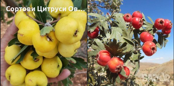 Жълт и Червен Едроплоден Глог