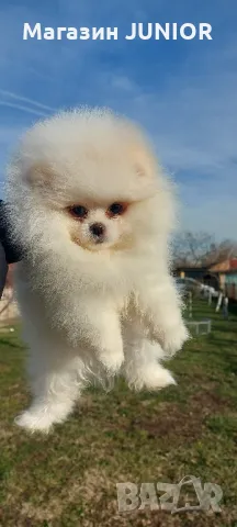 мъжко померанче