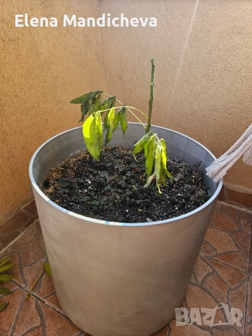 голяма Кашпа саксия за цветя растения на колелца за балкон тераса мобилна лесно преносима, снимка 3 - Декорация за дома - 52060863