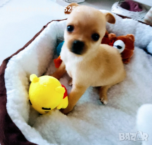 ПРОДАВАМ  ЖЕНСКО ПИНЧЕРЧЕ  НА 2- М. 