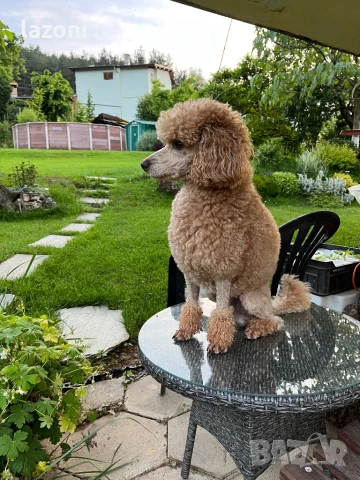 Мъжки-среден Пудел си търси партньорка, снимка 5 - Търси партньор - 37246370