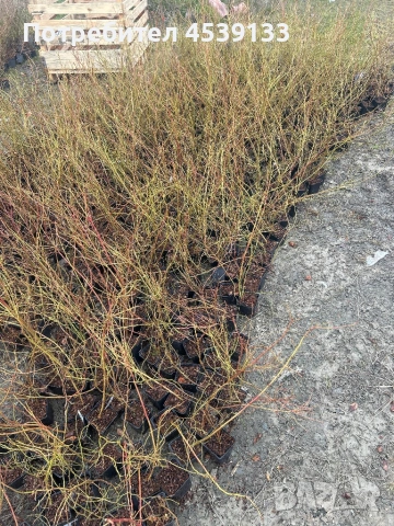 Боровинки сорт ПАТРИОТ 3-годишни, снимка 4 - Разсади - 53722252