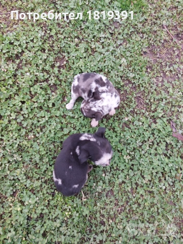 Пинчер мерле