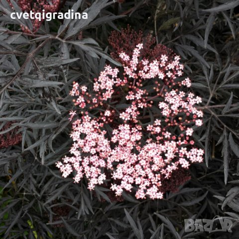 Sambukos nigra Black lace(Бъз черна дантела), снимка 1 - Градински цветя и растения - 44401960