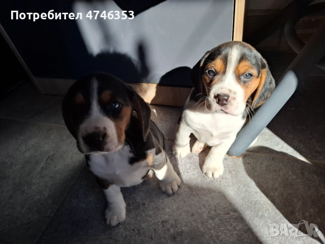 Бигъл, снимка 3 - Бигъл - 53593128