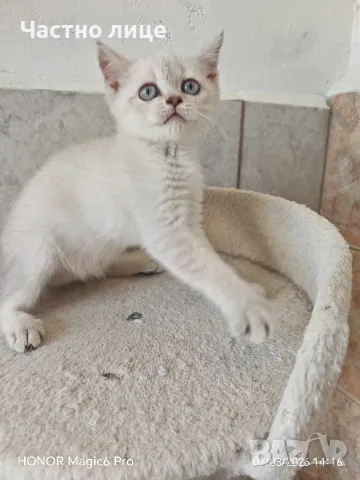 шотлански котета