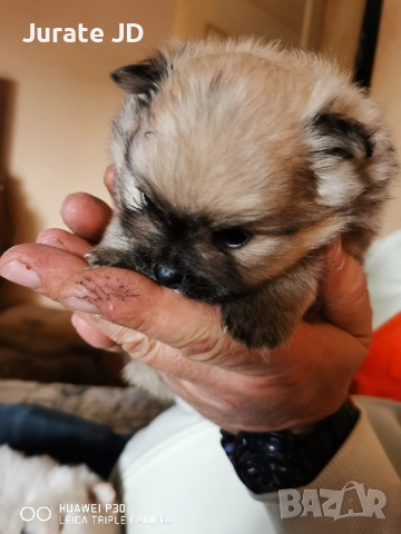 Померан, женско. , снимка 4 - Померан - 52355221