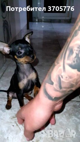 Чихуахуа мини пинчерчета джудета и чихупинчерчетс, снимка 9 - Чихуахуа - 41136830