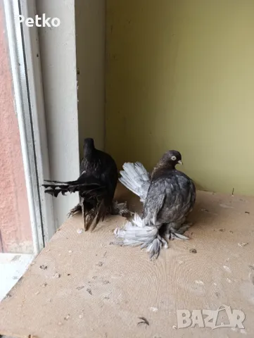 Продавам гълъби от снимките , снимка 14 - Гълъби - 47875262