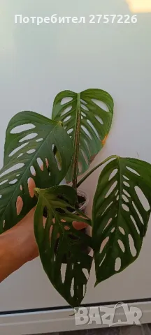 Monstera adansonii , снимка 3 - Стайни растения - 47581026