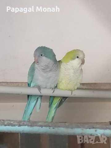 Продавам папагали монаси амазони еклектуси 