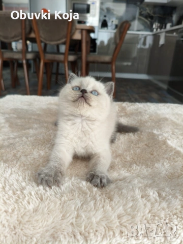 Не са красиви ами просто са уникалени , снимка 5 - Британска късокосместа - 53041367