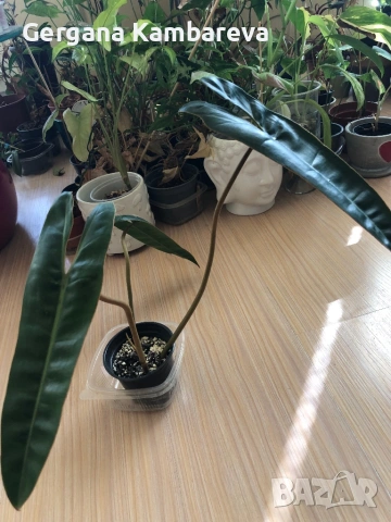 Philodendron Billietiae 