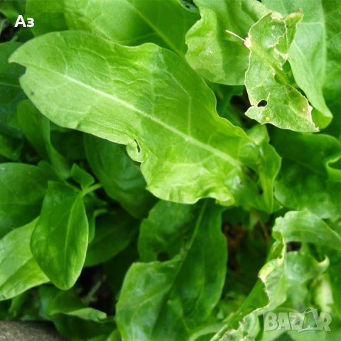 Продавам семена на растението Лапад – от сезон 2025 г., снимка 3 - Сортови семена и луковици - 41335786