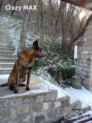 Белгийска овчарка обучена, снимка 5 - Белгийска овчарка - 53162633