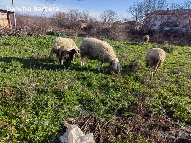 Офце, снимка 5 - Овце - 52957855