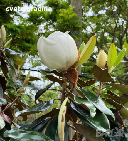 Magnolia Grandiflora (Магнолия Грандифлора), снимка 2 - Градински цветя и растения - 41266709