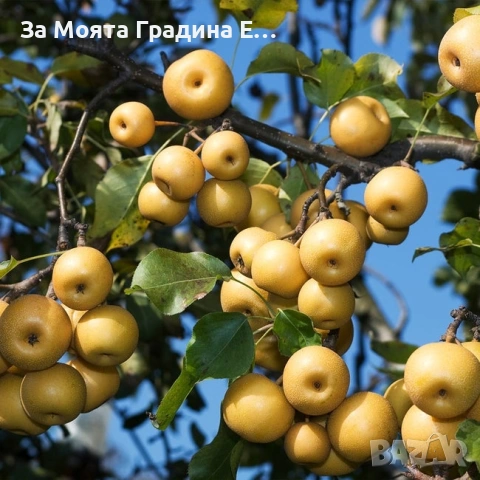 Азиатска круша - Наши, снимка 7 - Градински цветя и растения - 53618692