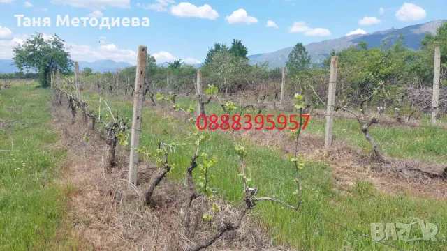 От собственик продава се лозе карловски червен мискет 14.348 дка