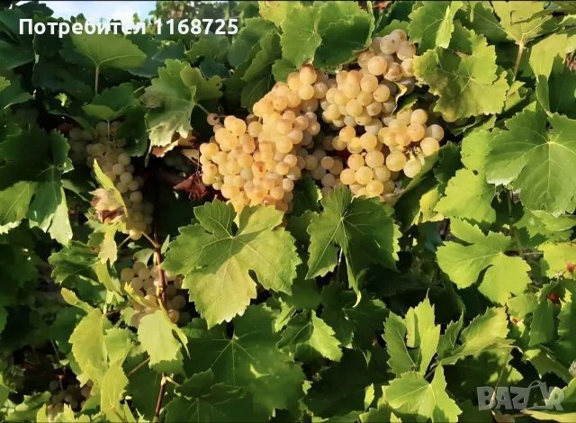 Мускат отонел 0889932559