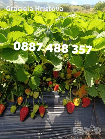 Продавам разсад ягоди , снимка 6 - Сортови семена и луковици - 53858059