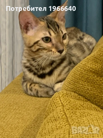 Женско бенгалско коте на 3 месеца., снимка 1