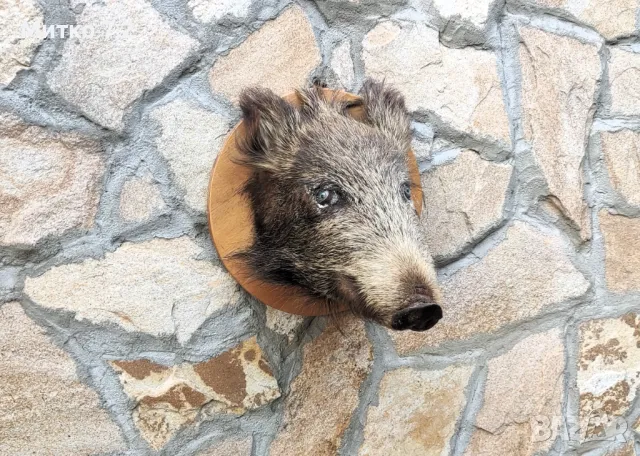  Ловен трофей, снимка 9 - Други - 47304699