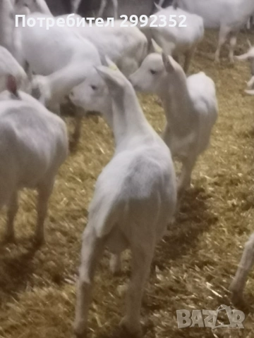 Saanski jenski i majki qrenca za damazlak, снимка 9 - Кози - 53540945