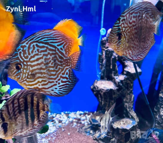 Риби Дискуси – група от 6бр.,здрави и красиви!, снимка 11 - Рибки - 52391837