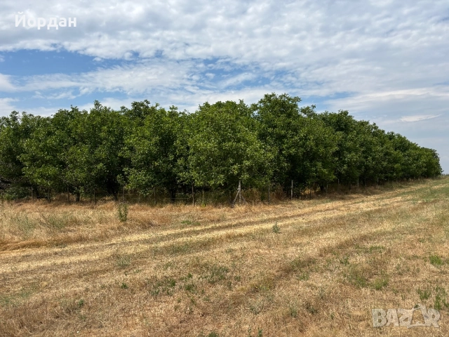 Орехова градина, снимка 4 - Земеделска земя - 52103179