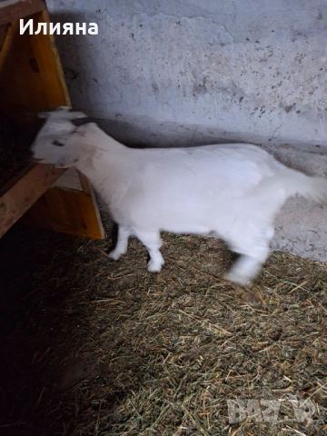 Продавам две женски ярета, снимка 4 - Кози - 53217317