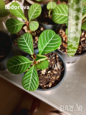 Плюеща палма- Euphorbia leuconeura 