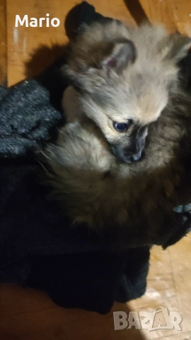 Пекинез на 2 месеца, снимка 2 - Пекинез - 53721068