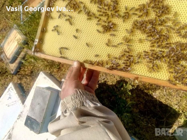 Восъчни основи ЛР 72гр