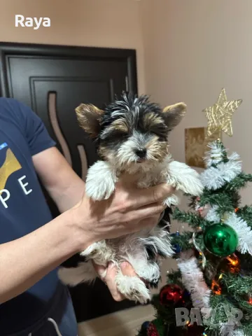 Бивър йорки , снимка 2 - Йоркширски териер - 47279281