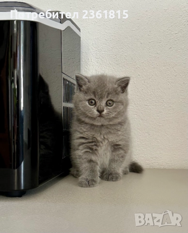 Чистокръвни сини британчета, снимка 4 - Британска късокосместа - 52651148