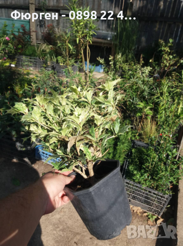 Османтус  'Goshiki', снимка 10 - Разсади - 37586922